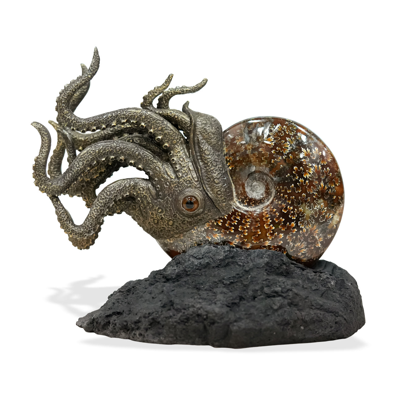 Ammonite Nautilus with its lava stone 20 cm in height.