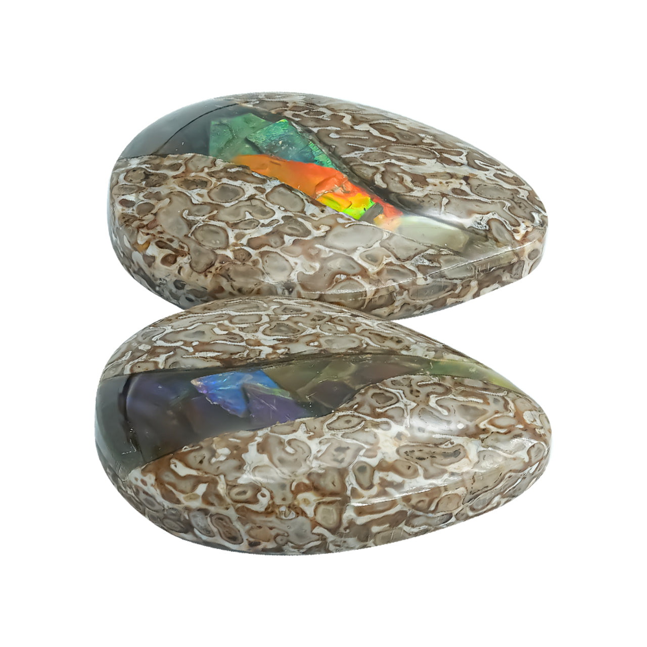 Fossil Dinosaur Bone with Ammolite Inlay Cabochon Pear 25mm - 1 pair