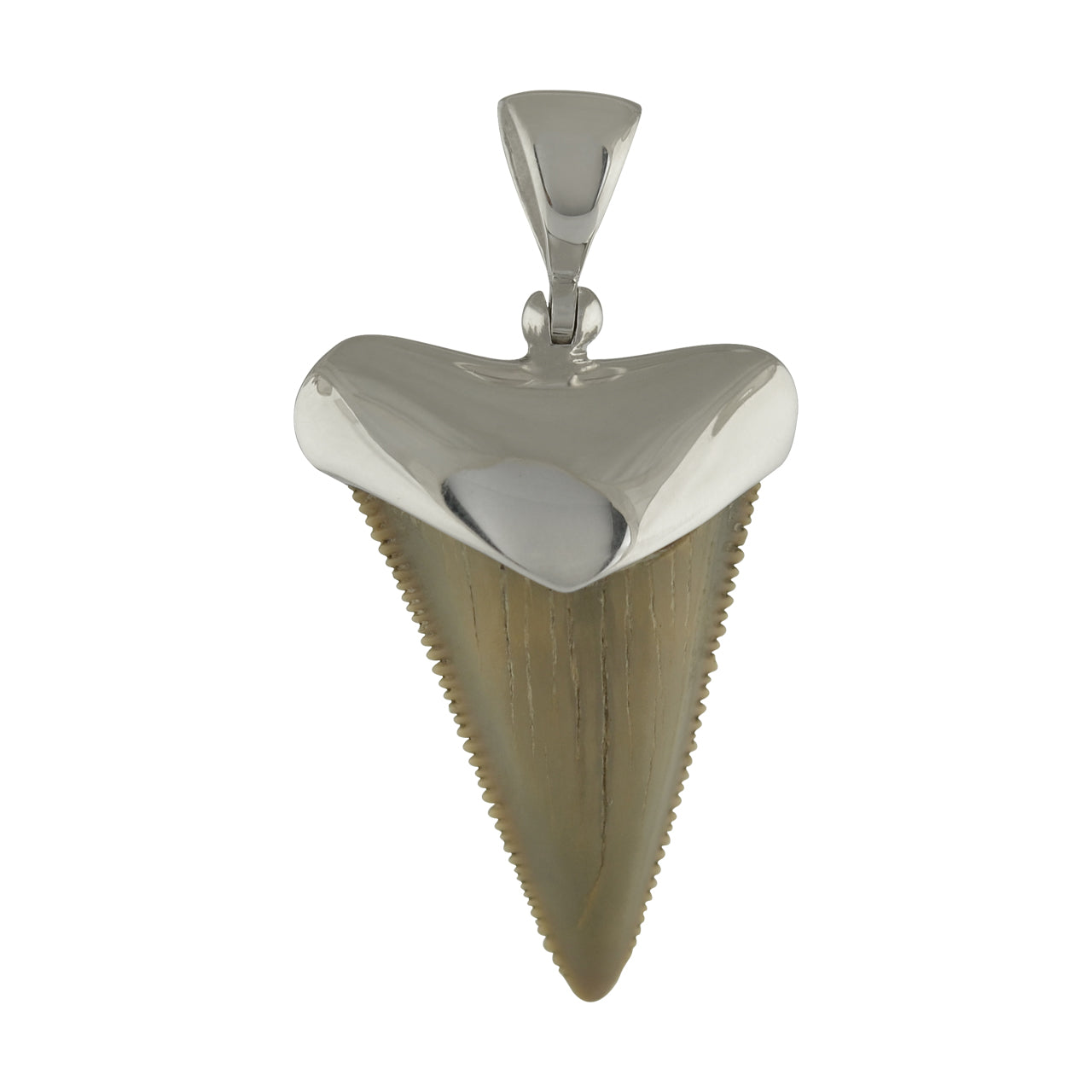 Fossil Shark Tooth Pendant