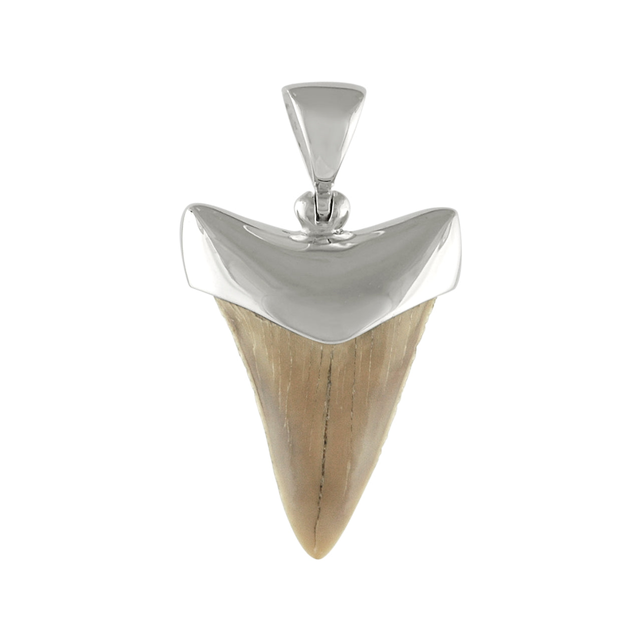 21-22 mm White fossil shark tooth pendant