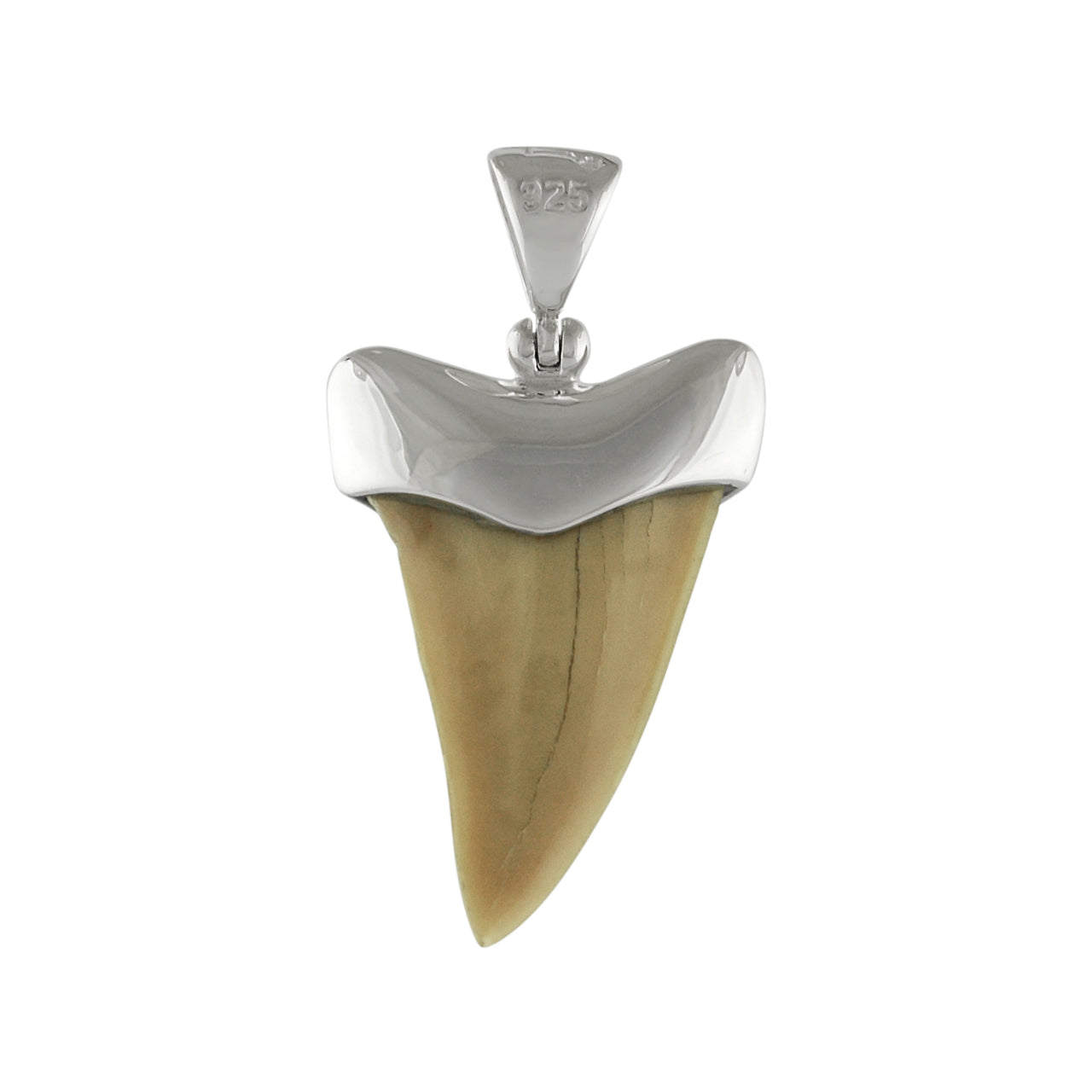 21-22 mm White fossil shark tooth pendant