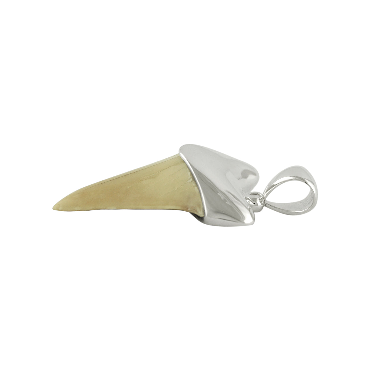 21-22 mm White fossil shark tooth pendant