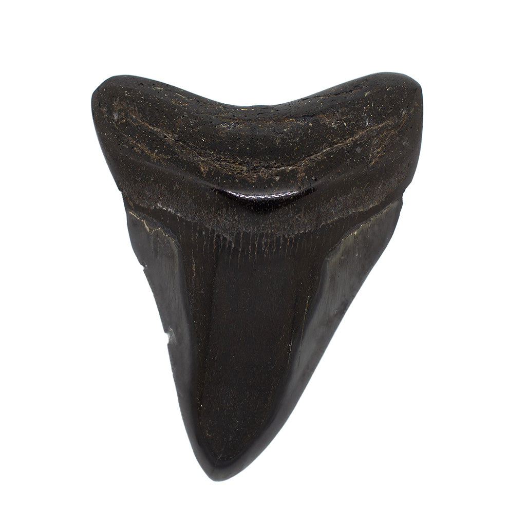 Fossil Megalodon Shark Tooth Specimen