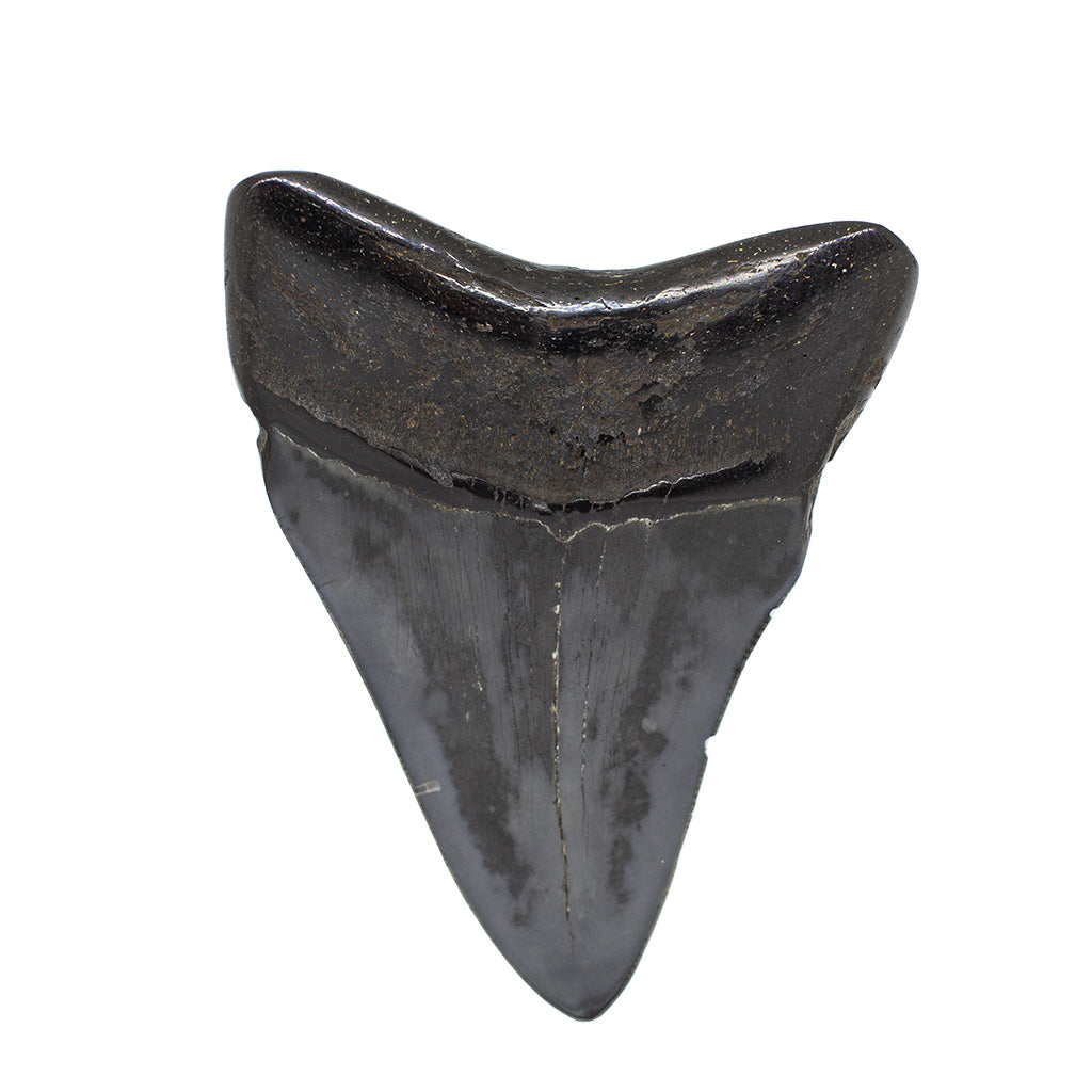 Fossil Megalodon Shark Tooth Specimen