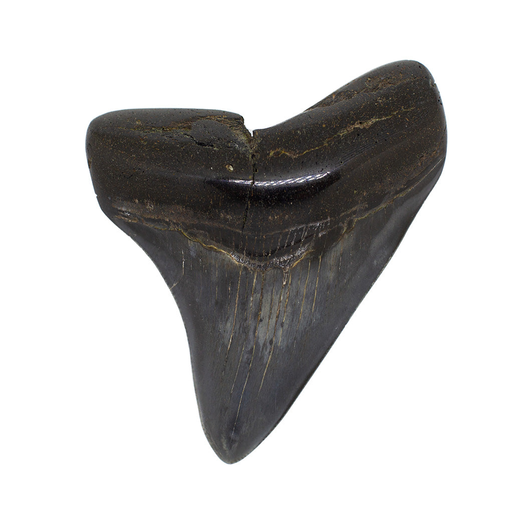 Fossilized Megalodon Shark Tooth Specimen