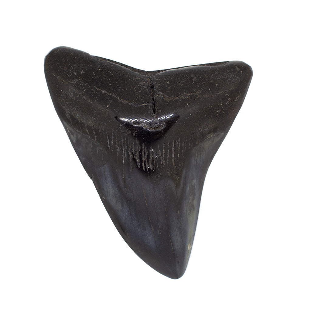 Fossilized Megalodon Shark Tooth Specimen