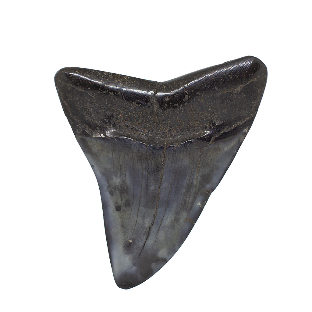 Fossilized Megalodon Shark Tooth