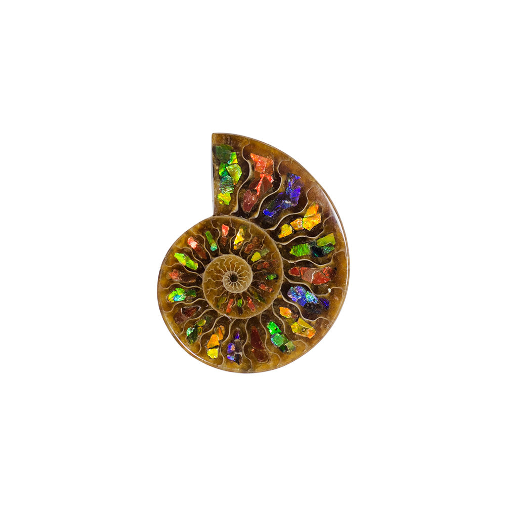 Ammonite with Ammolite Inlay Cabochon