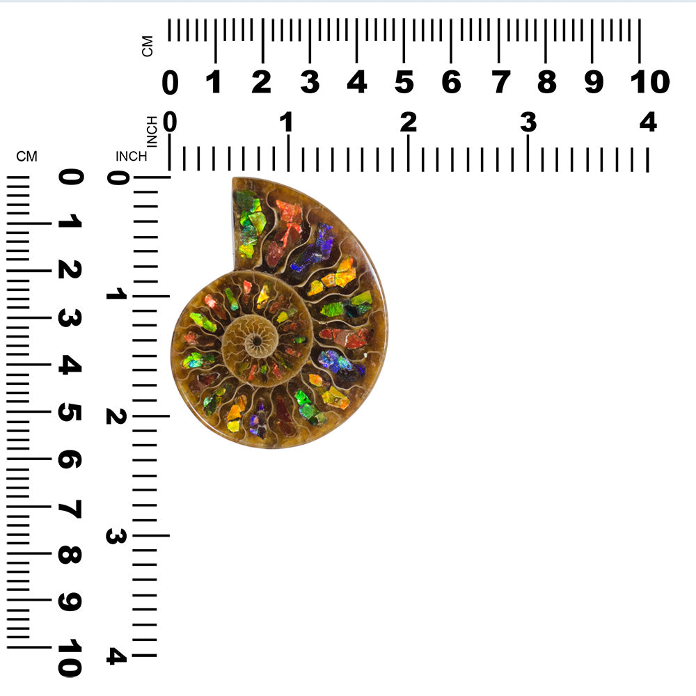 Ammonite with Ammolite Inlay Cabochon